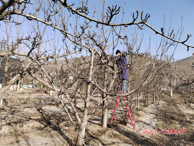 ​静宁：产业发展遍地开花