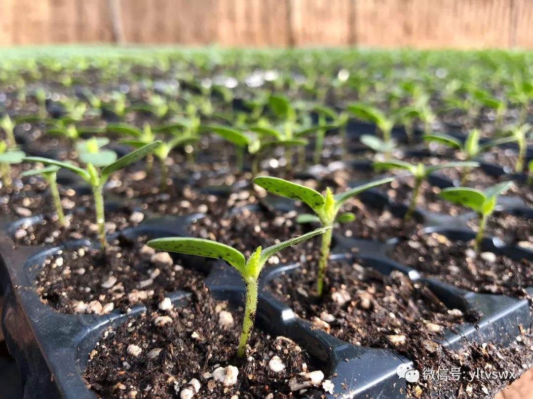 育苗方式不同 白菜苗管理有别