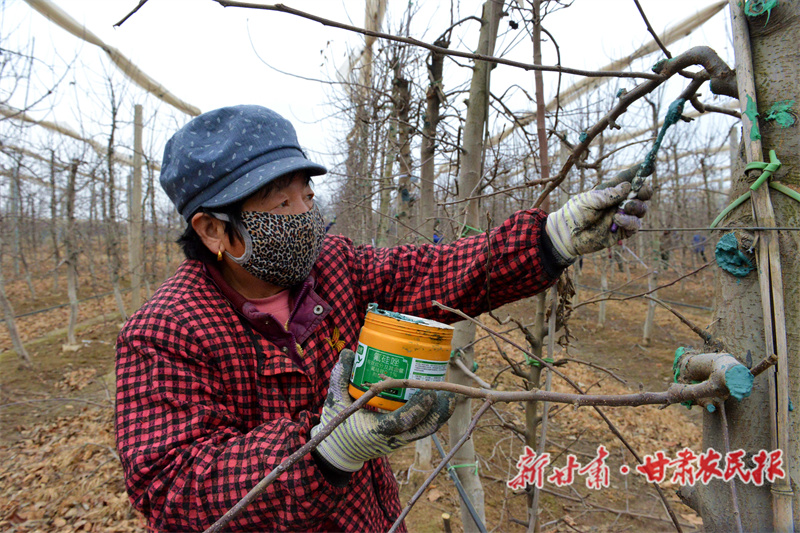 宁县：人勤春来早 果园春剪忙
