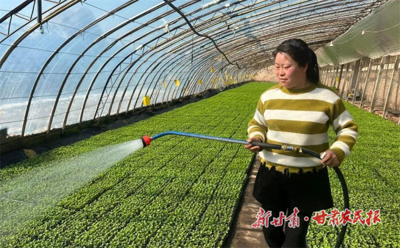 民勤:春耕育苗忙 不负好春光