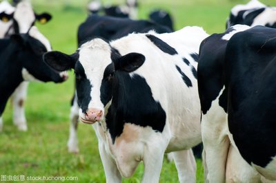 抓好奶牛春季饲养 这些方法很重要