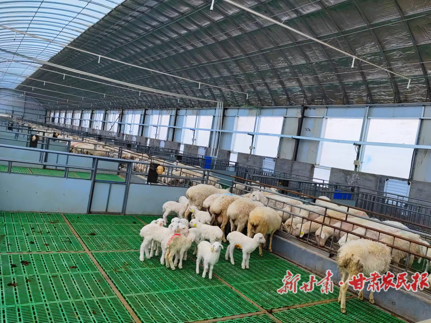 这个羊场&ldquo;慧&rdquo;养羊！