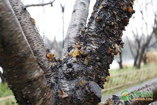 桃树根癌病如何防治