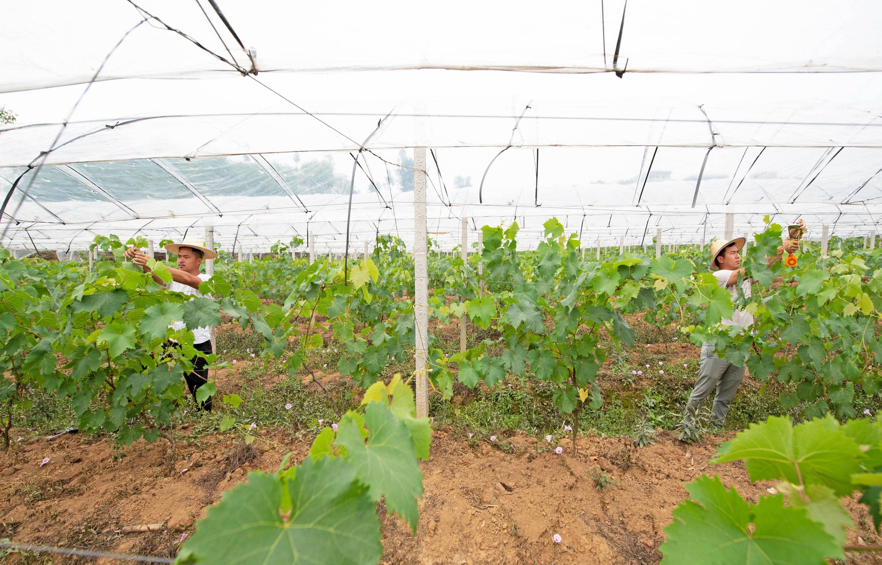 葡萄园病虫害绿色防治要点