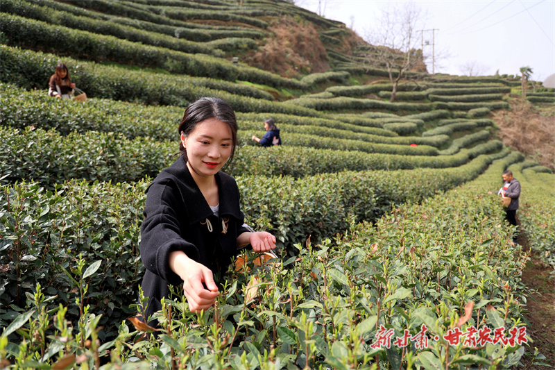 采摘&ldquo;明前茶&rdquo;