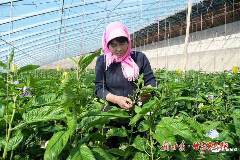 民勤 人均一座棚种植&ldquo;黄金果&rdquo;
