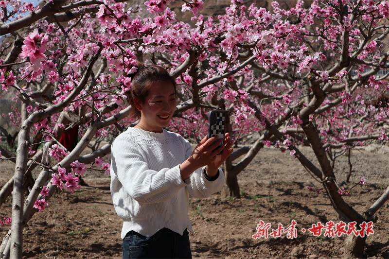 桃花竞相绽放