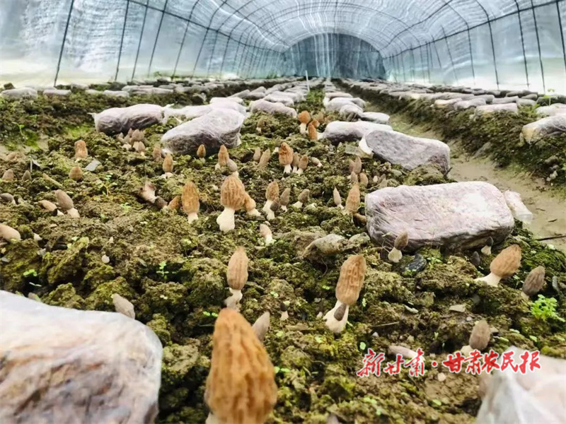 康县：百亩羊肚菌，拓宽振兴路