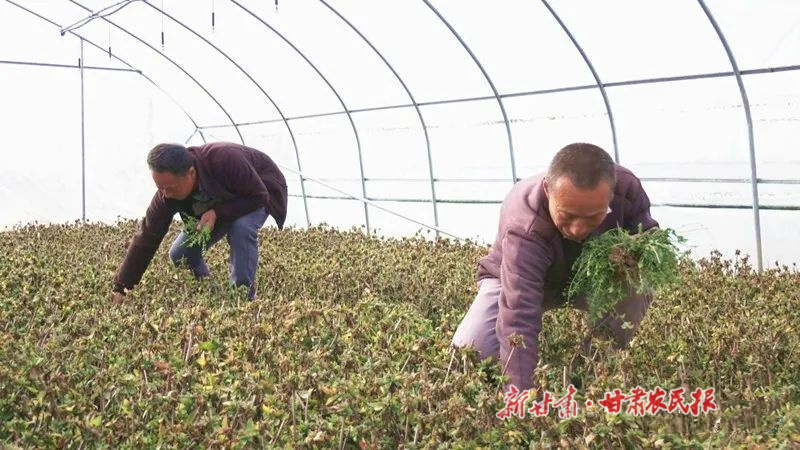 宁县：金银花成为增收&ldquo;幸福花&rdquo;