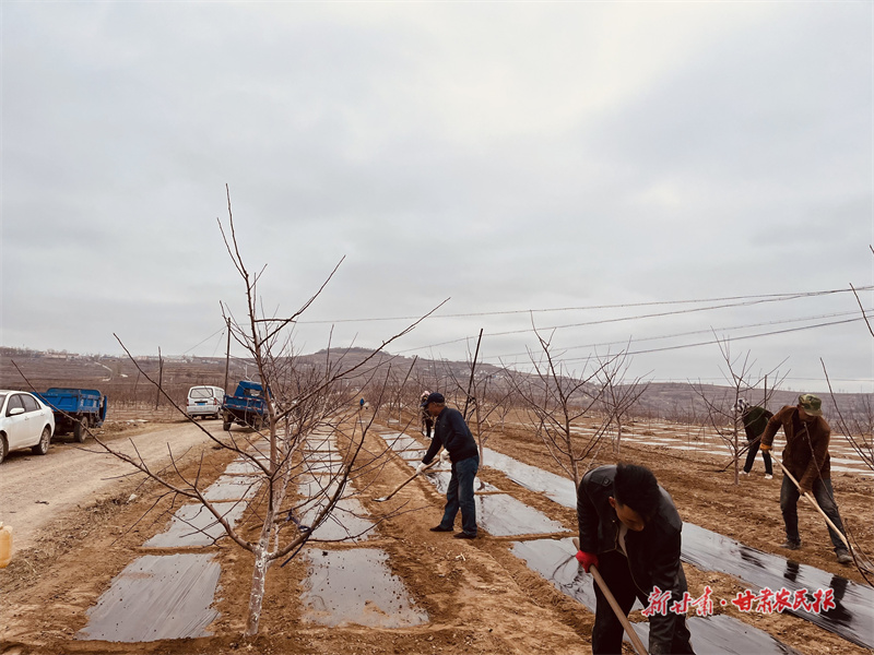 静宁：春风送暖农事忙