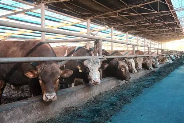 春季养牛四注意