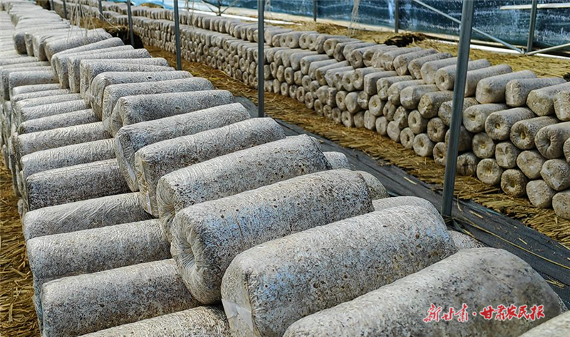 ​麦积区党川镇：发展特色产业 助力乡村振兴