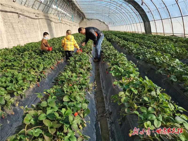 玉门：致富路上的&ldquo;莓&rdquo;好时光