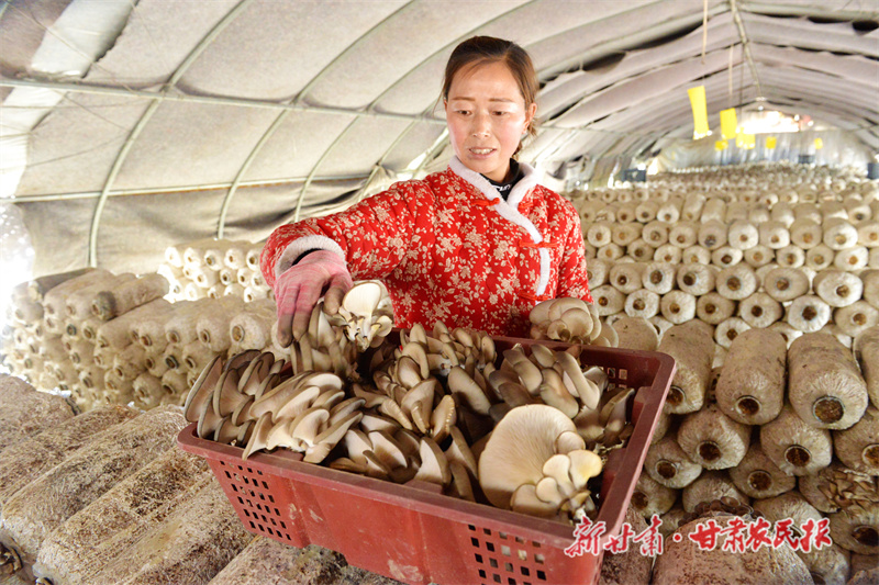 宁县:小平菇撑起乡村&ldquo;致富伞&rdquo;