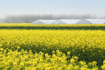 油菜花薹期这样管理好
