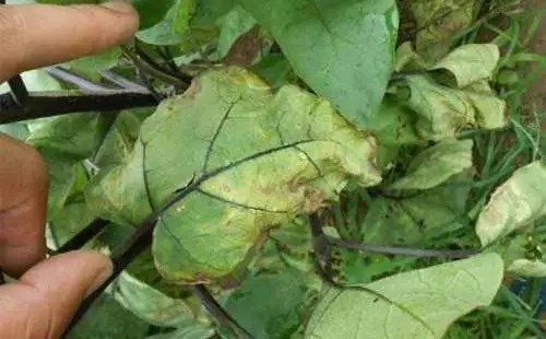茄子青枯病防治方法