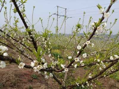 果园花期前后冻害防御及补救技术措施