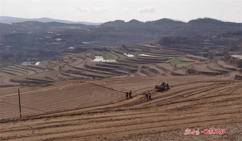 甘谷：田间药材种植忙 振兴路上飘“药”香