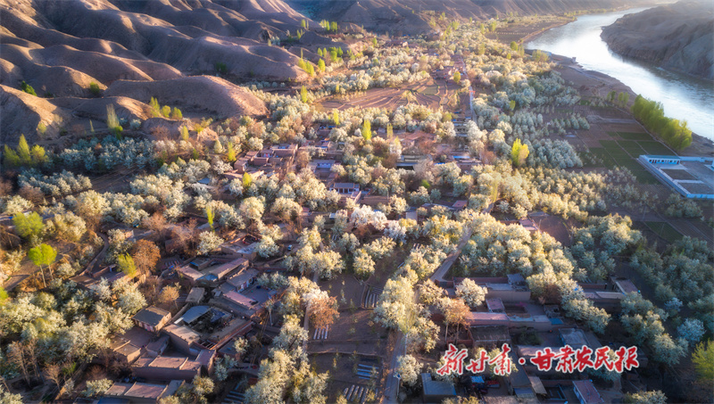 大庙村千亩梨花绽放