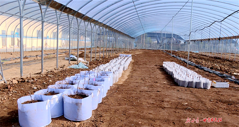 麦积区社棠镇：产业奖补政策“铺就”群众致富路