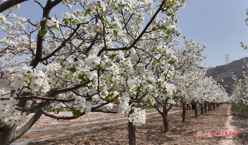 甘谷：春风吹开千树雪  农家四月忙疏花