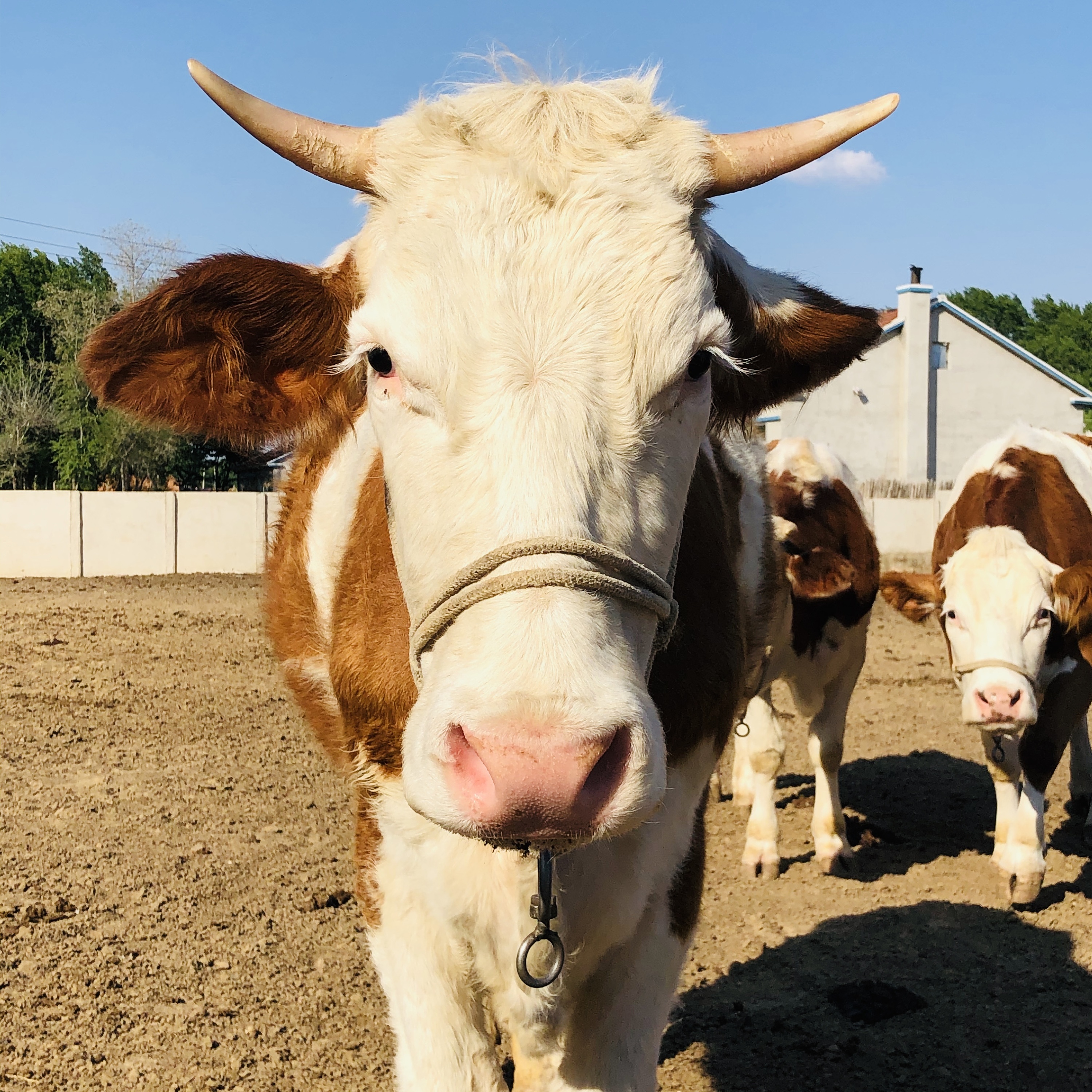 春季养牛应严防牛肺疫