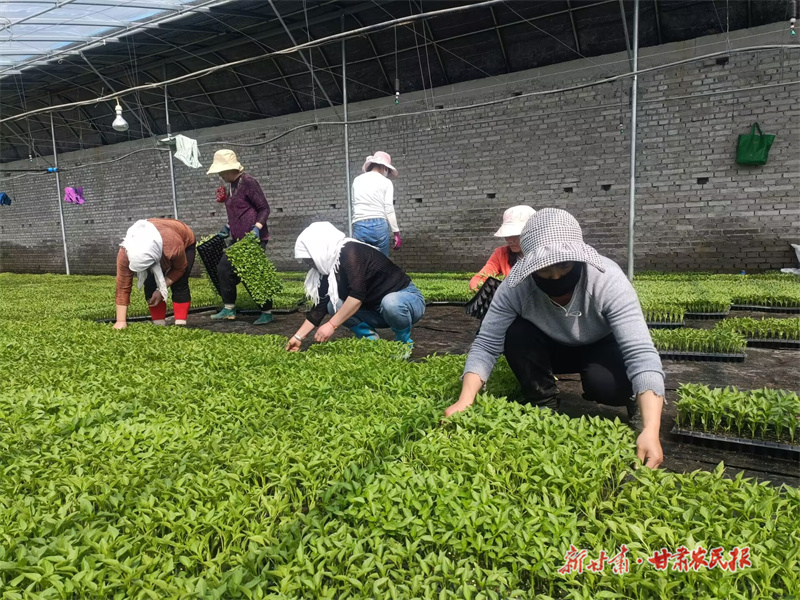 ​静宁：大棚蔬菜育苗忙 育出增收致富路