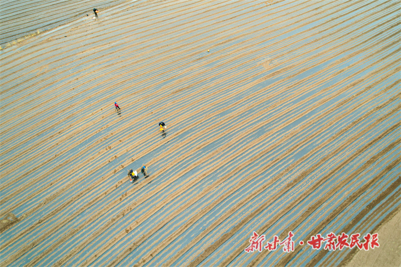 民乐：土里生&ldquo;金&rdquo;促增收