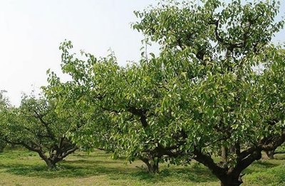 如何防治梨小食心虫？