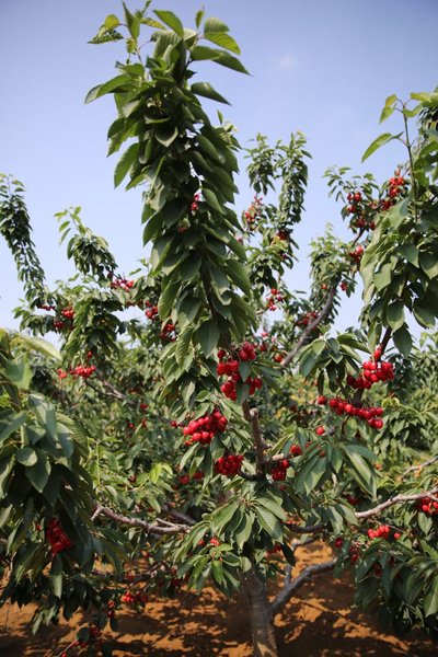 樱桃为什么会裂果