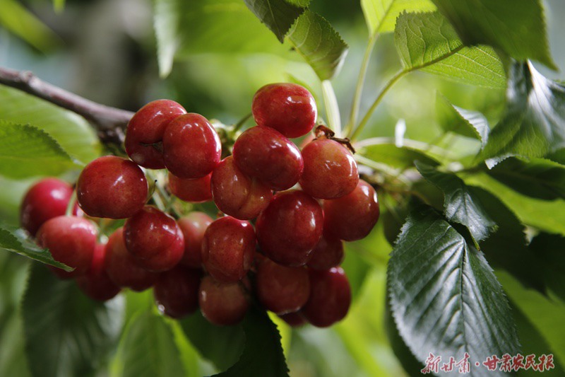 甘谷县：改良培育兴产业  小樱桃卖出大价钱
