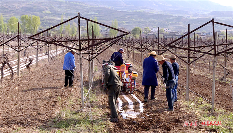 麦积区渭南镇：“大豆+玉米”复合种植 促进粮食提质增产