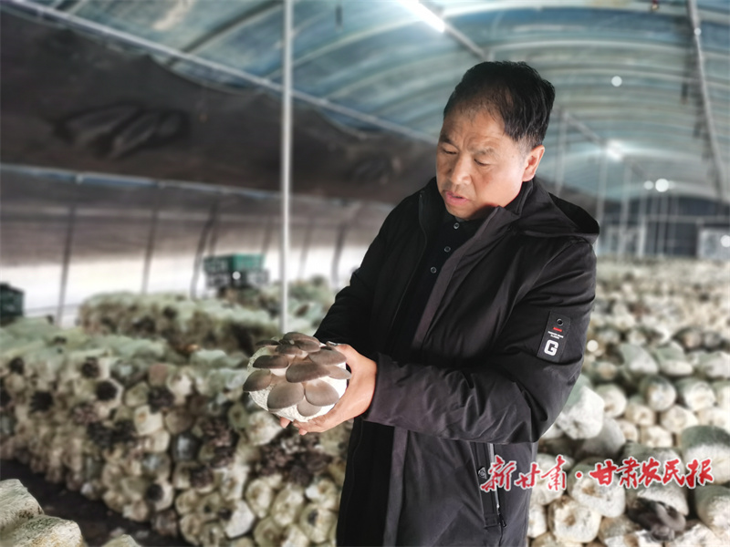 种菇“老把式” 玩转新技术