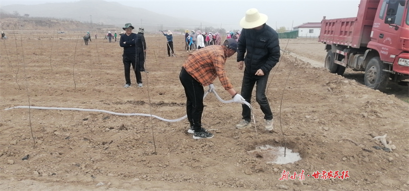 静宁：焕发老旧果园“新活力”