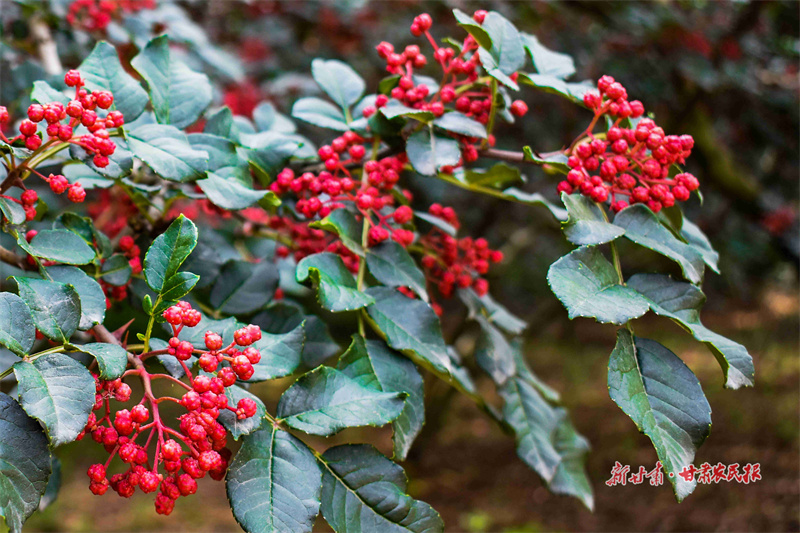 喜讯！甘谷三大农特产品入选“甘味”农产品品牌名录