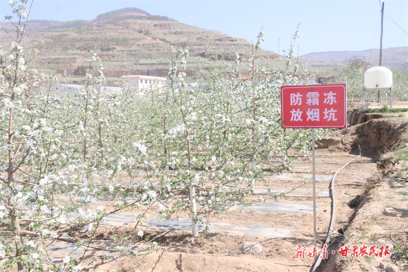 探寻静宁老果园改造良方