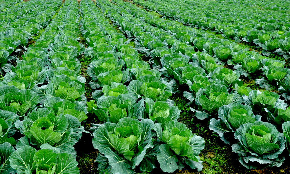 五月蔬菜严防七大病虫害