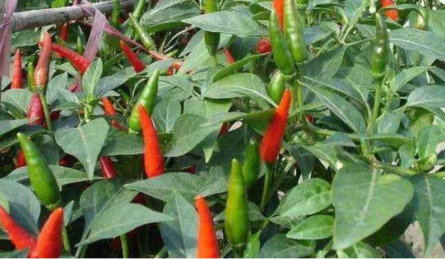 露地辣椒五月份管理要点