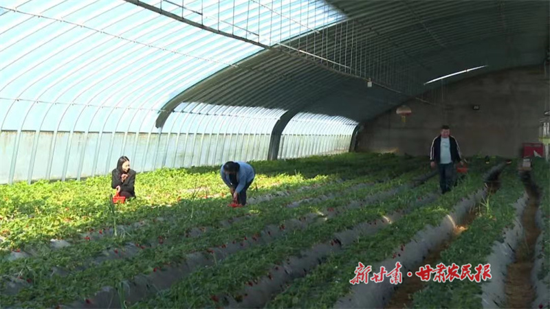 永昌县城关镇：草莓映红&ldquo;莓&rdquo;好致富路
