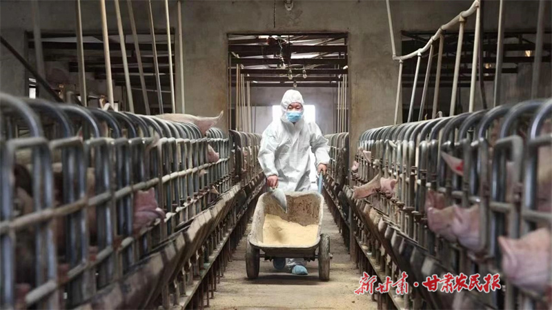 养猪“达人”陈延祥的“逆袭”故事