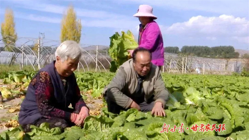 杨有义：用心“蔬”写产业兴旺答卷
