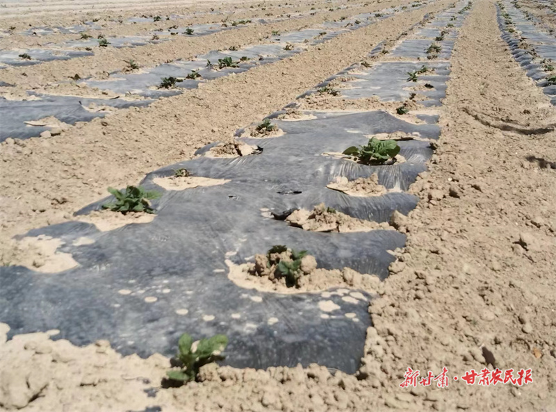 静宁：90余万亩旱作玉米洋芋破土出苗