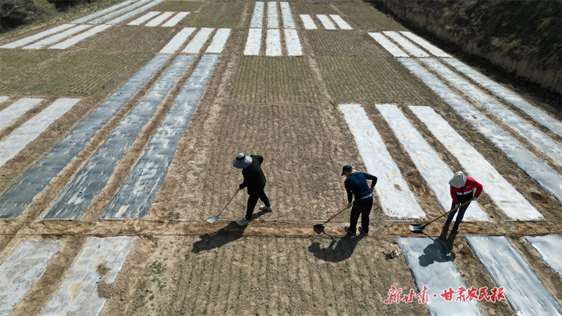 ​静宁：全面推进粮油作物田间试验示范