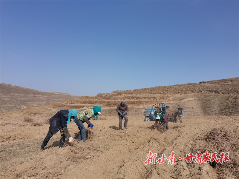 榆中 药材飘香产业兴
