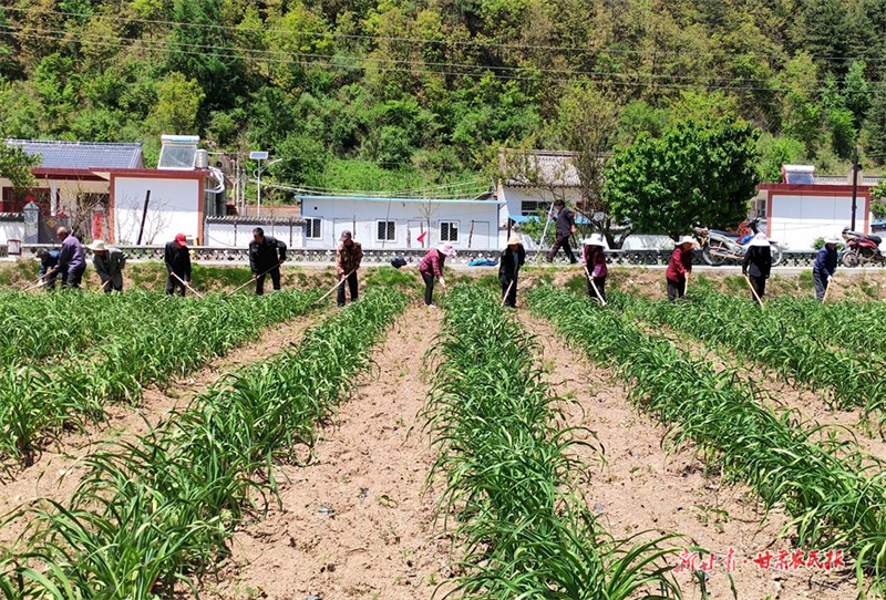 ​麦积区利桥镇： 黄花菜变“黄金菜”