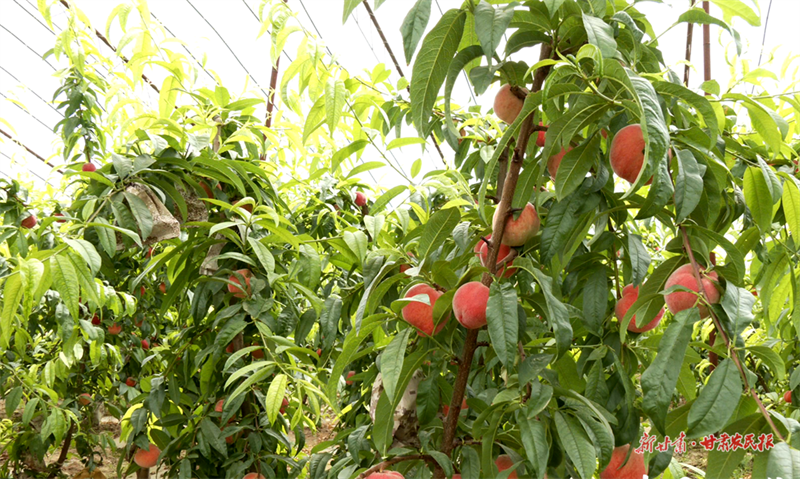 甘谷：红蜜桃&ldquo;映红&rdquo;乡村振兴路