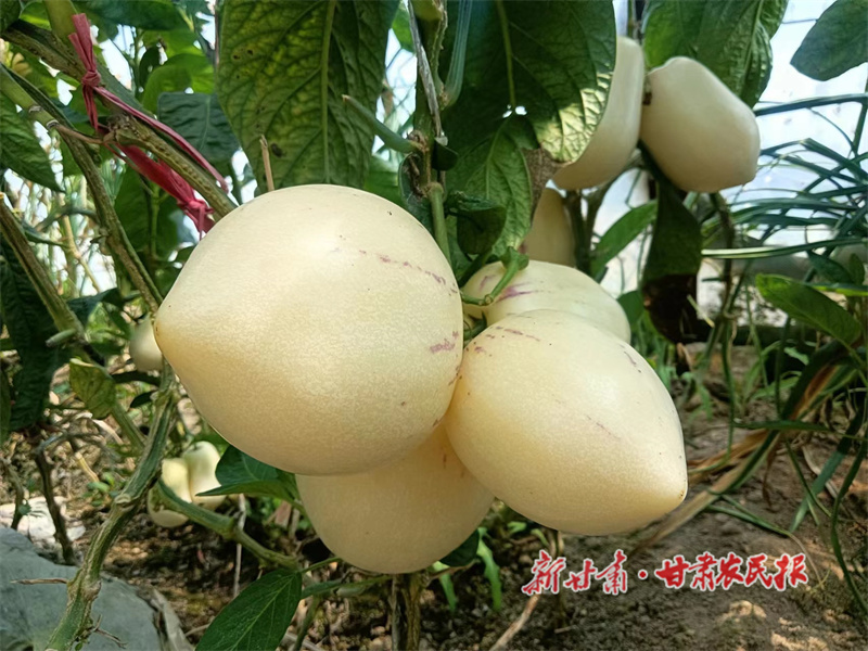 榆中 &ldquo;取经&rdquo;路上&ldquo;娶&rdquo;来人参果