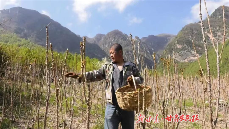 漳县 乌龙头野菜铸就一个绿色产业