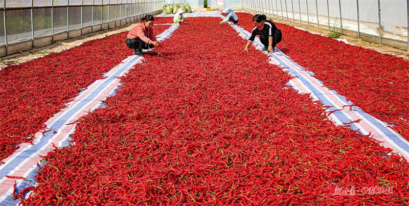 甘谷：做实“七篇文章”壮大村级集体经济