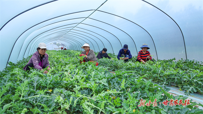 瓜苗打杈、修剪